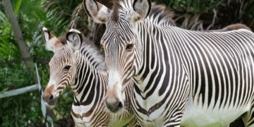 Free child admission for Florida residents (Brevard Zoo)