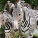 Free child admission for Florida residents (Brevard Zoo)