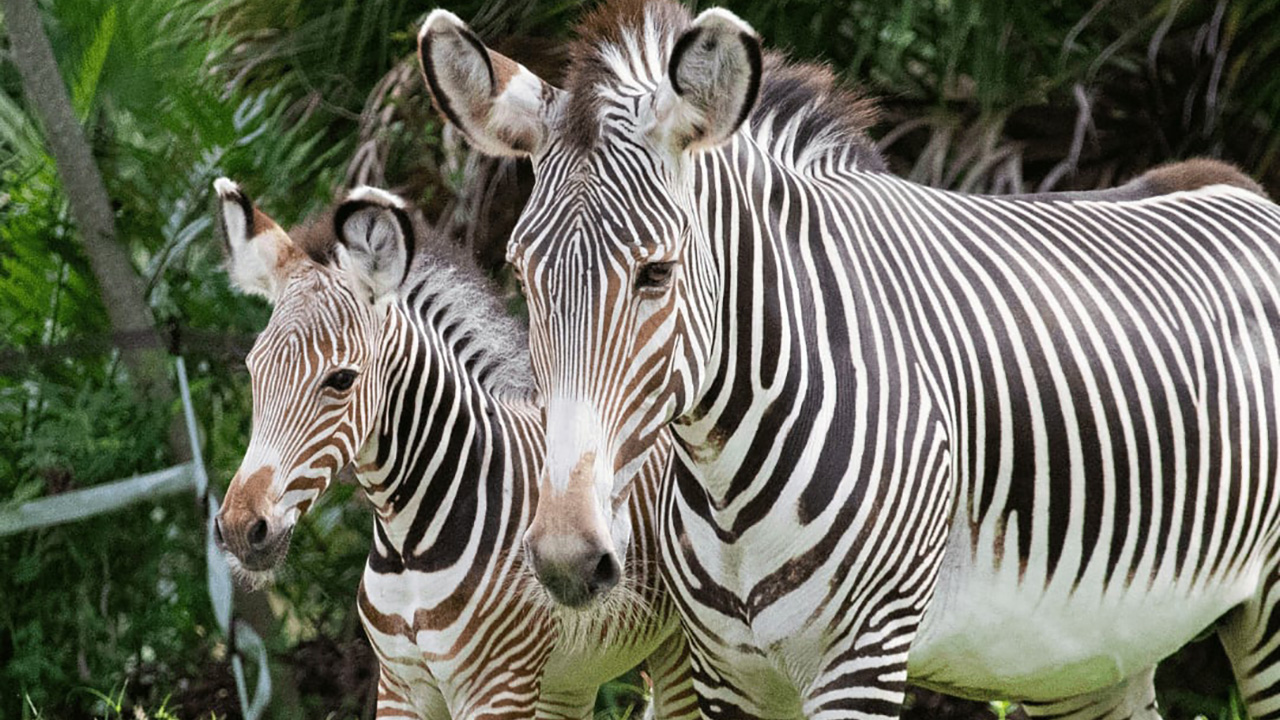 Brevard Zoo offers free child admission for Florida residents on select May dates