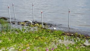 Shoreline restoration at Riverview Park in Sebastian (Credit: ORCA)