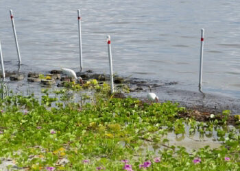 Shoreline restoration at Riverview Park in Sebastian (Credit: ORCA)