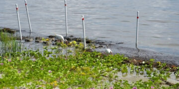 Shoreline restoration at Riverview Park in Sebastian (Credit: ORCA)