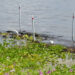 Shoreline restoration at Riverview Park in Sebastian (Credit: ORCA)
