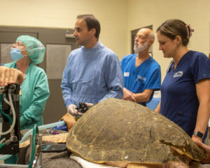 Group performing endoscopy on a sea turtle (Orlando Health)