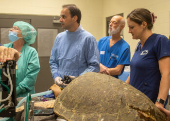 Group performing endoscopy on a sea turtle (Orlando Health)
