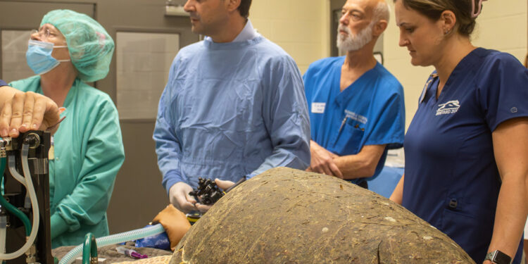 Group performing endoscopy on a sea turtle (Orlando Health)