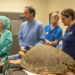 Group performing endoscopy on a sea turtle (Orlando Health)