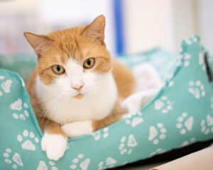 Empty the Shelter Pet Adopion Event (Humane Society of Vero Beach & Indian River County)