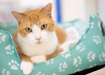 Empty the Shelter Pet Adopion Event (Humane Society of Vero Beach & Indian River County)