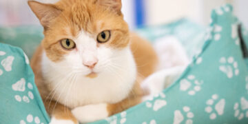 Empty the Shelter Pet Adopion Event (Humane Society of Vero Beach & Indian River County)