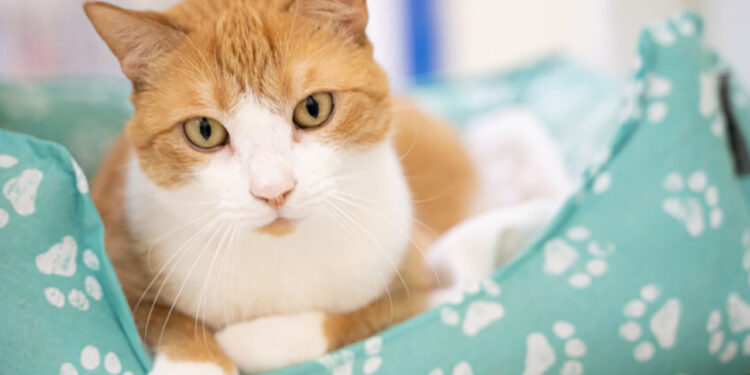 Empty the Shelter Pet Adopion Event (Humane Society of Vero Beach & Indian River County)