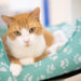 Empty the Shelter Pet Adopion Event (Humane Society of Vero Beach & Indian River County)