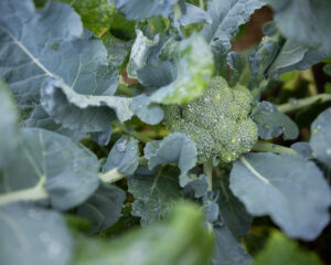 Broccoli (University of Florida)