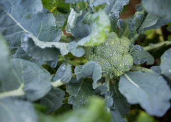 Broccoli (University of Florida)
