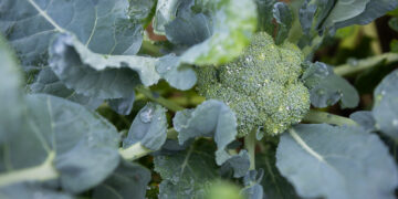 Broccoli (University of Florida)