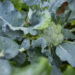Broccoli (University of Florida)
