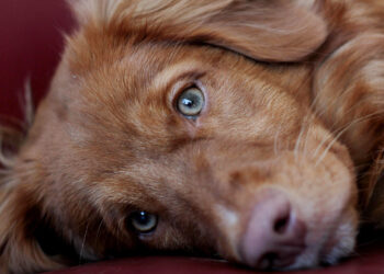 CPR class to aid dogs and cats