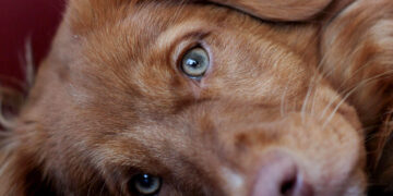 CPR class to aid dogs and cats