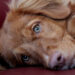 CPR class to aid dogs and cats