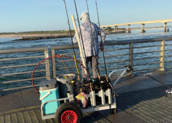 Several fish landed in the 18–22 pound range (38–40 inches) and reports of fish pushing 22 to 30 pounds at the Sebastian Inlet (Credit: Andy Hodges)