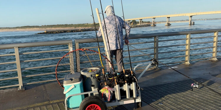 Several fish landed in the 18–22 pound range (38–40 inches) and reports of fish pushing 22 to 30 pounds at the Sebastian Inlet (Credit: Andy Hodges)