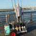 Several fish landed in the 18–22 pound range (38–40 inches) and reports of fish pushing 22 to 30 pounds at the Sebastian Inlet (Credit: Andy Hodges)