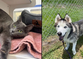 Vero Beach Humane Society