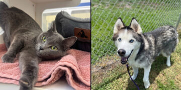 Vero Beach Humane Society