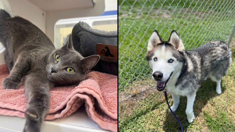 Vero Beach Humane Society