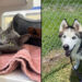 Vero Beach Humane Society