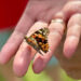 Richard Phillips Down Biker Fund Butterfly Release Memorial