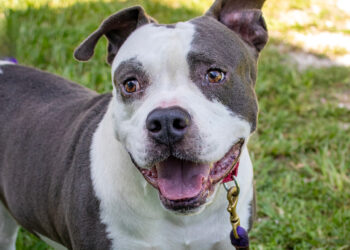 The Humane Society of Vero Beach and Indian River County