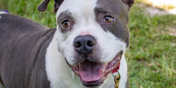 The Humane Society of Vero Beach and Indian River County