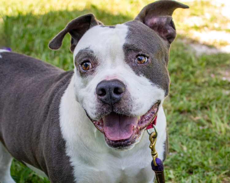 The Humane Society of Vero Beach and Indian River County