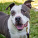 The Humane Society of Vero Beach and Indian River County