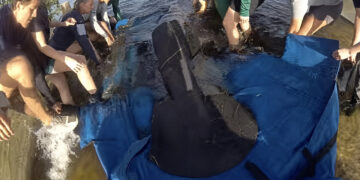 Deputies assisted FWC's manatee rescue team in relocating a stranded manatee (Indian River County Sheriff's Office)