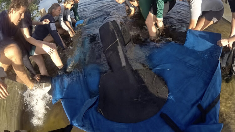 Deputies assisted FWC's manatee rescue team in relocating a stranded manatee (Indian River County Sheriff's Office)