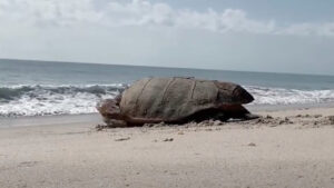 Sea turtles deposited a record 14,083 nests this season (Indian River County)