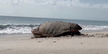 Sea turtles deposited a record 14,083 nests this season (Indian River County)