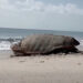 Sea turtles deposited a record 14,083 nests this season (Indian River County)